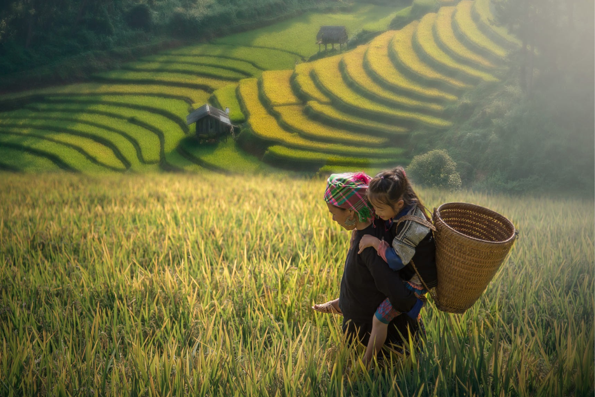 Golden terraced fields in Hoang Su Phi
